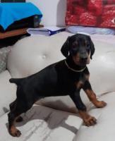 Veterinarias Sin datos  VENDO CACHORRA DOBERMAN.